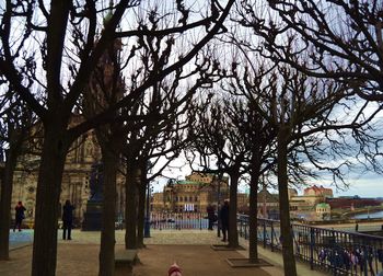 View of trees in the city