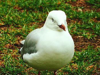 Close-up of bird on grassy field