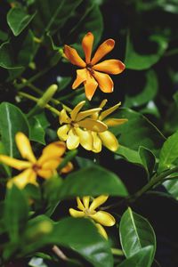 Close-up of yellow flowering plant