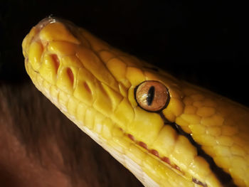 Close-up of insect on yellow background