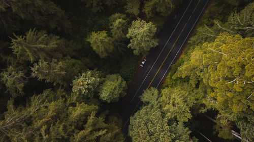 High angle view of car on road amidst giant trees in redwood forest national park