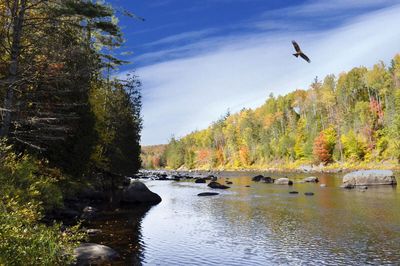 Birds flying over lake