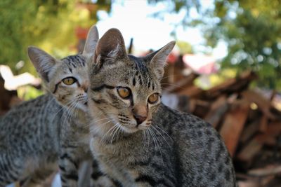 Close-up portrait of tabby cat