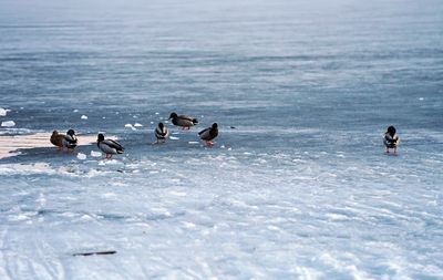 View of birds on frozen sea