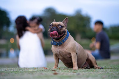 Dog sticking out tongue on field