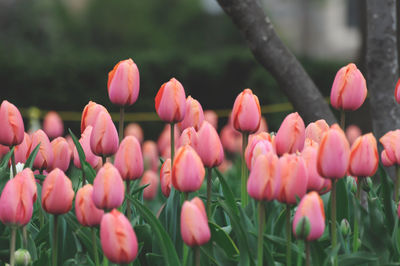 Close-up of pink tulips