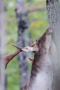 Close-up of lizard on tree trunk