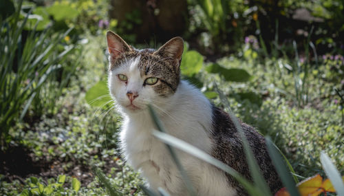 Portrait of a cat looking away