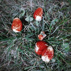 High angle view of mushrooms growing on field