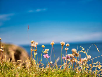 Close-up of flowering plants on field against blue sky