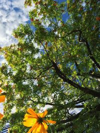 Low angle view of flower tree against sky