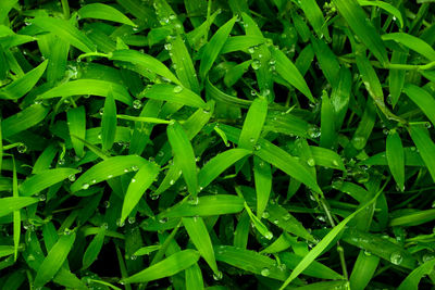 Full frame shot of plants