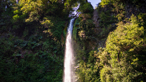 Scenic view of waterfall amidst trees in forest