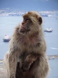 Close-up of monkey by sea against sky