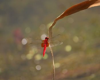 Close-up of insect