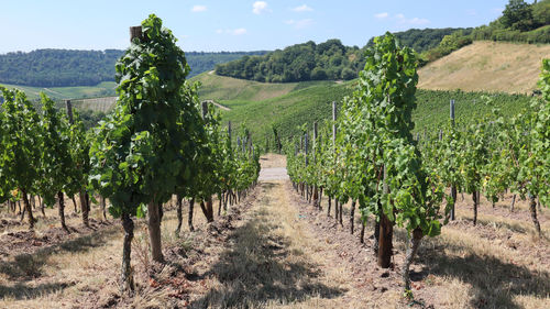 Moselle valley and vineyard seen from point de vue remich in luxembourg