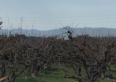 Bare trees against sky