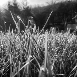 Close-up of grass growing in field