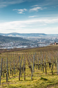 Scenic view of vineyard against sky