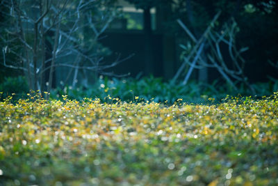 Plant growing on field