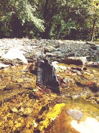 Trees growing by river in forest