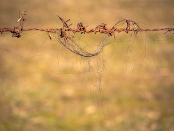 Close-up of wilted plant on field against sky