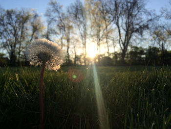 Scenic view of grassy field against sky at sunset