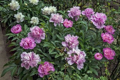 Close-up of pink flowering plants in garden