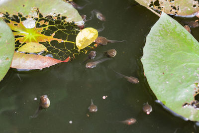 High angle view of leaves in lake