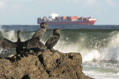 Cormorants perching on rock at beach