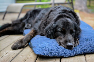 Close-up portrait of puppy relaxing outdoors