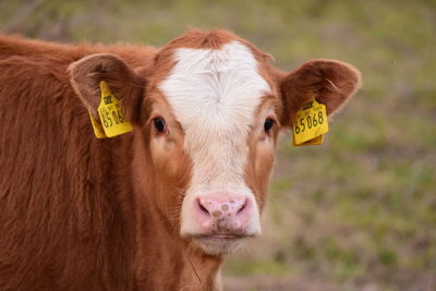 Portrait of cow with livestock tags on land