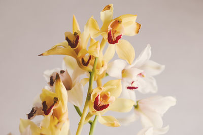 Close-up of yellow orchid flowers against white background