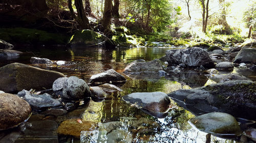 Scenic view of river flowing through forest