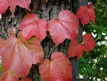 Close-up of autumn leaves