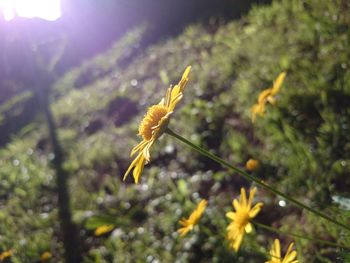 Close-up of yellow flowers blooming outdoors