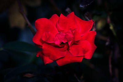 Close-up of red flower blooming outdoors