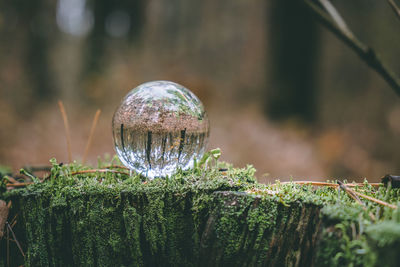 Glass transparent ball on a stump overgrown with moss. planet earth protection concept