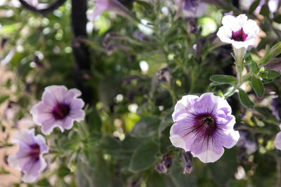 Close-up of pink flowers