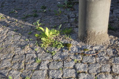 Close-up of plants growing on tree trunk