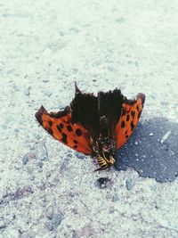 Butterfly perching on leaf