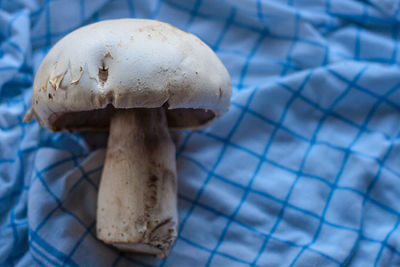 Close-up of mushroom