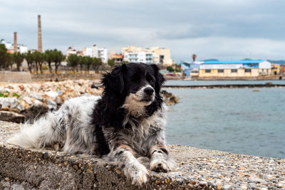 View of a dog in the city
