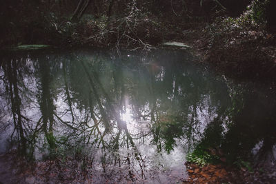 Scenic view of forest