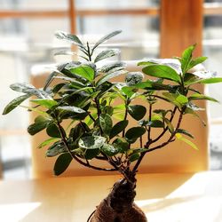 Close-up of potted plant at home