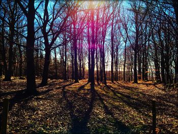 Trees in forest