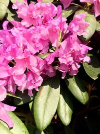 Close-up of pink flowers blooming outdoors