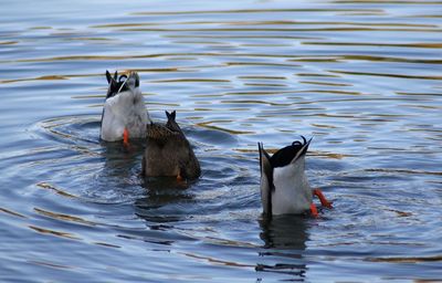 Side view birds in rippled water