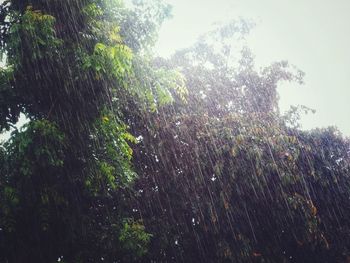 Raindrops on trees in forest