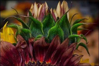 Close-up of flowers blooming outdoors